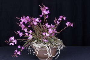 Sarcochilus ceciliae Diamond Orchids AM/AOS 80 pts. Plant